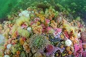 Sea anemones and Sponges on the reef - Alaska Pacific Ocean