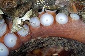 Hermit crab on Pacific Giant Octopus - Alaska 