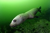 Steller sea lion underwater - Kasaan bay Alaska 