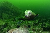 Steller sea lion underwater - Kasaan bay Alaska 