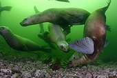 Steller sea lions underwater - Kasaan bay Alaska 
