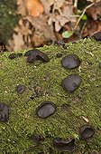 Black Bulgars on mossy Oak branch - Denmark 