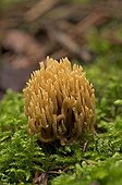Coral Fungus on Moss - Denmark 