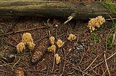 Coral Fungus undergrowth - Denmark 