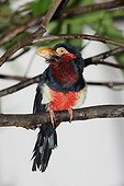 Bearded Barbet on a branch