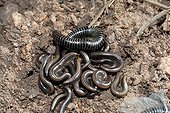Millipedes in the scrub - Plaine des Maures France  ; under a stone 