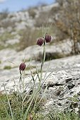 Fritillary flowers - Alps foothills of Grasse France