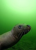 Steller sea lion underwater - Kasaan bay Alaska