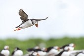 Atlantic Puffins flying - British Isles 