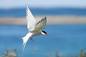 Arctic Tern in flight - British Isles 