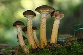 Honey mushroom in the undergrowth - Aquitaine France ; Near a stream in a small wood. <br>Edible Mushroom when young.