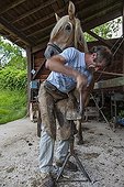 Blacksmith working on Trait Comtois horse - France ; Parrage and horseshoe poses