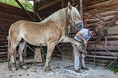 Blacksmith working on Trait Comtois horse - France ; Parrage and horseshoe poses