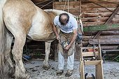 Blacksmith working on Trait Comtois horse - France ; Parrage and horseshoe poses