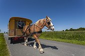 Draught horse pulling a travel trailer - France 
