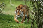 Sumatran tiger walking through the grass 