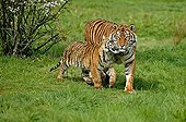 Sumatran tiger and young walking through the grass 