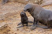 Cape Fur Seal and young - Cape Cross Namibia