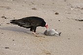 Turkey Vulture eating a Fish on a beach - Paracas Peru 