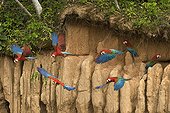Red-and-green Macaws on clay cliff - Manu Peru 