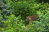 Indochinese Tiger walking - Zoo Berlin Germany