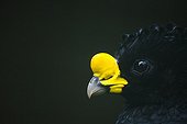 Portrait of Bare-faced Curassow - Zoo Berlin Germany 
