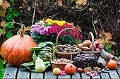 Harvest of dried fruits and vegetables in a garden in autumn ; Squash 'Butternut'<br>Chicory 'Cariegata-di-Chioggia'