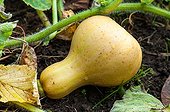 Crookneck squash 'Butternut' in an organic kitchen garden