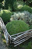 Hedge laying and box topiaries in a garden