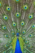 Male Indian Peafowl displaying - Zoo Berlin Germany 