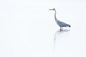 Grey Heron on the lookout in the water - Bulgaria
