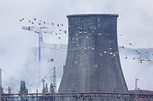 Great White Pelicans in flight and cooling tower - Bulgaria