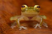 Glass Frog - Monkeys Mountain French Guiana 