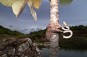 Amazon tree boa on a trunk - French Guiana ; near a disused quarry