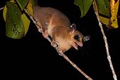 Linnaeus's mouse opossum - Petit-Saut French Guiana