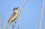 Great Reed Warbler on reed - Danube Delta Romania 