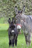 Donkey and colt in an orchard in spring - France 