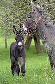 Donkey and colt in an orchard in spring - France 