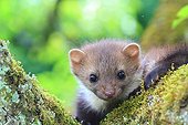 Portrait of young Beech marten on a mossy trunk - France 