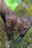 Young Beech martens on a mossy trunk - France 