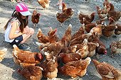 Girl and Hens Isabrown - France 