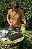Sowing of zucchini 'Golden Rush' in a kitchen garden