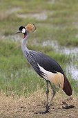 Grey crowned crane in swamp - Amboseli Kenya