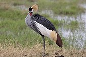 Grey crowned crane in swamp - Amboseli Kenya