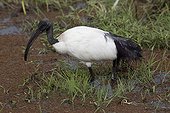 Sacred ibis wading in swamp - Amboseli Kenya