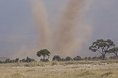 Dust storms in savanna - Amboseli Kenya
