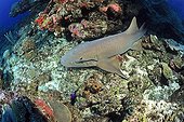 Nurse shark on the reef - 