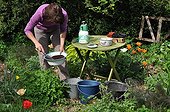 Sowing of squashes 'Sucrine du Berry' in a kitchen garden