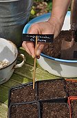Sowing of squashes 'Sucrine du Berry' in a kitchen garden