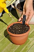 Sowing in pot of peppers in a kitchen garden